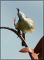 Tawny Flanked Prinia