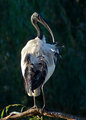 Sacred Ibis preening