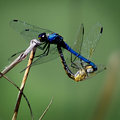 Mating-Dragons.jpg