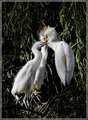 Egret Sword Fight