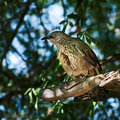 Arrow-marked-Babbler