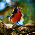 Crimson-breasted-shrike