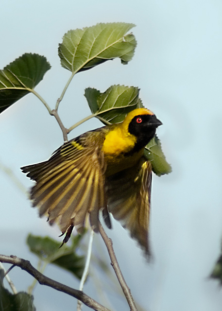 Southern Masked Weaver