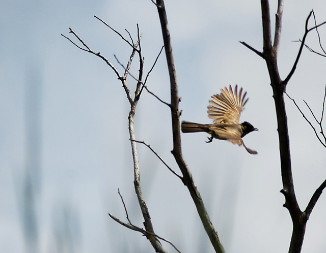 Black eyed bulbul