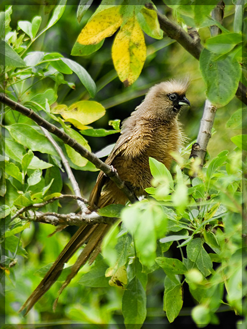 Speckled Mousebird