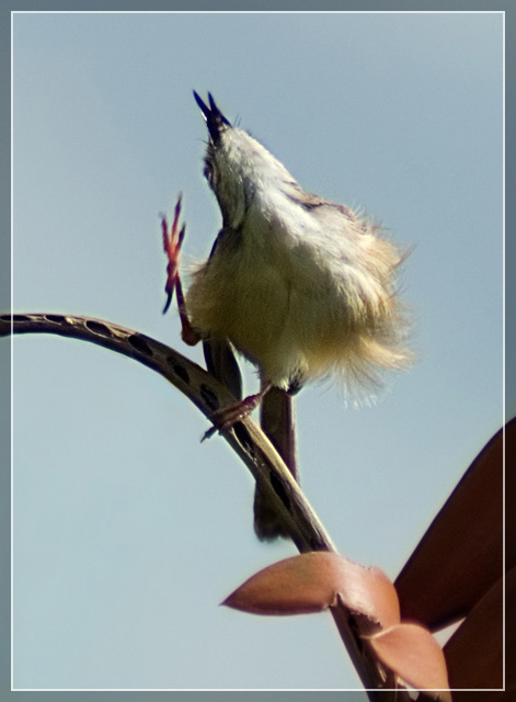 Tawny Flanked Prinia