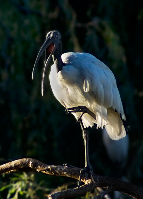 Sacred Ibis tap dance
