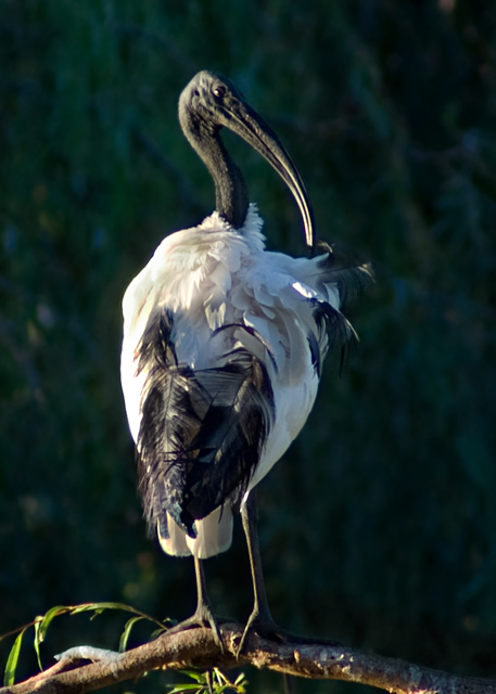 Sacred Ibis preening