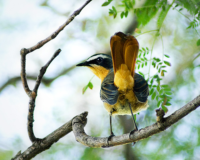 Cape Robin Chat