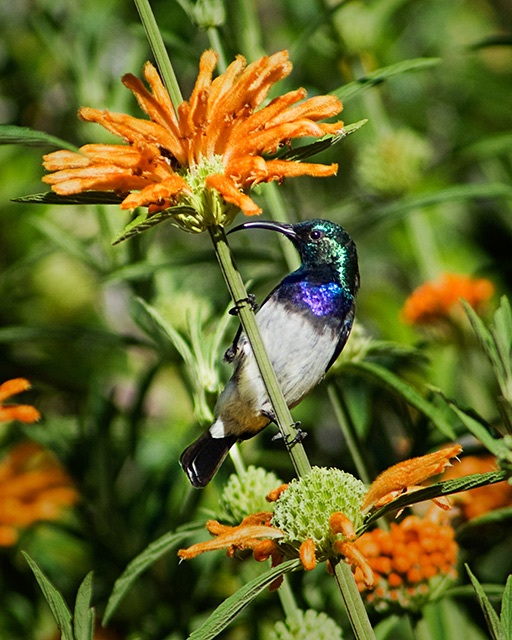 Male Whitebreasted Sunbird