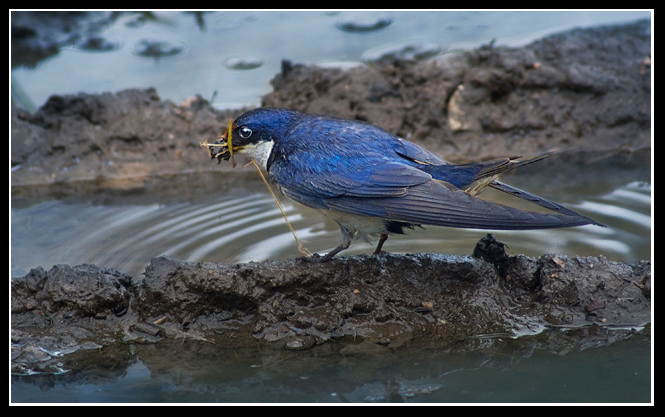 White-breasted-swallow