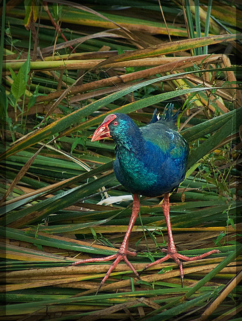 Purple Swamphen Sentry