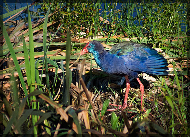 Purple Swamphen Lunch