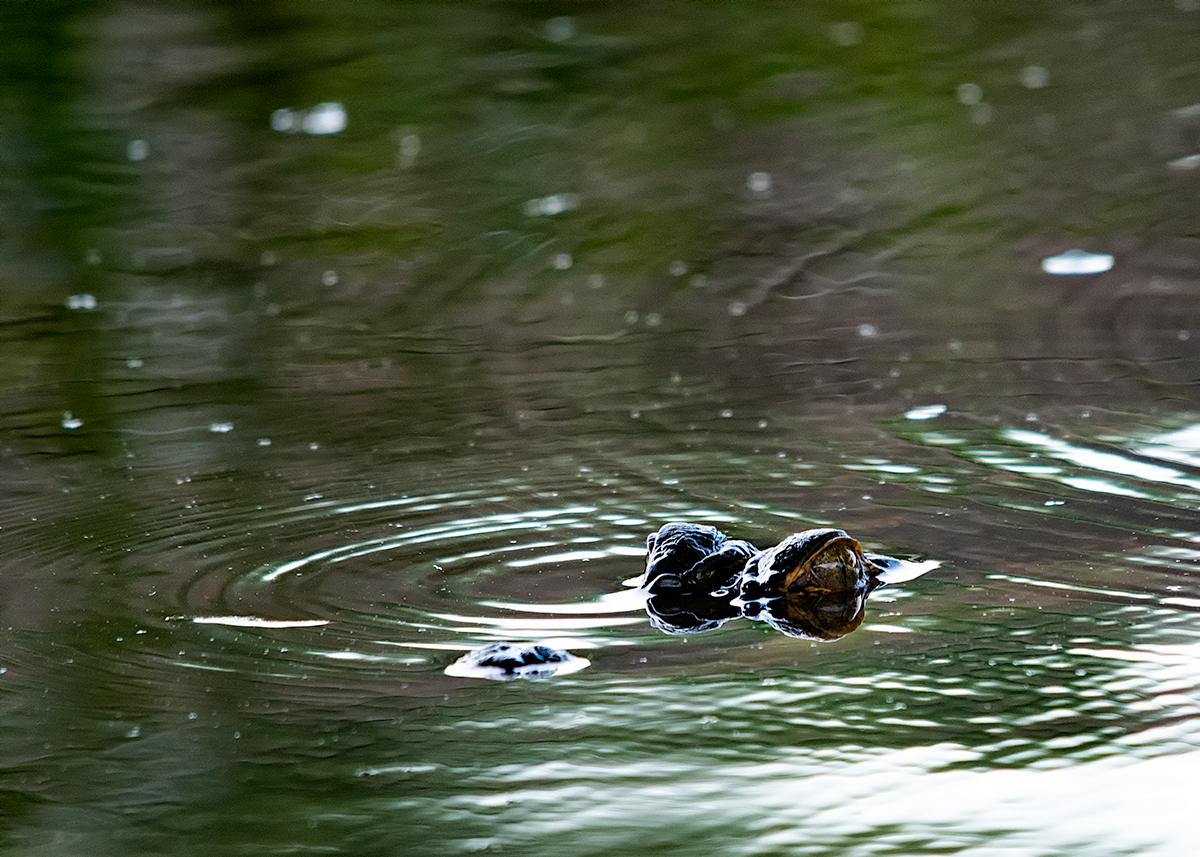 DSC_6070web