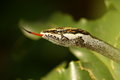 Vine Snake