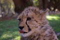 Cheetah