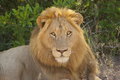 The KING