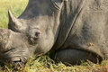  Rhinoceros