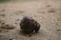 Dungbeetle