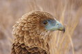 eagle eye