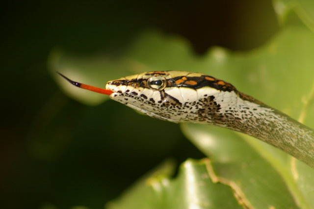 Vine Snake