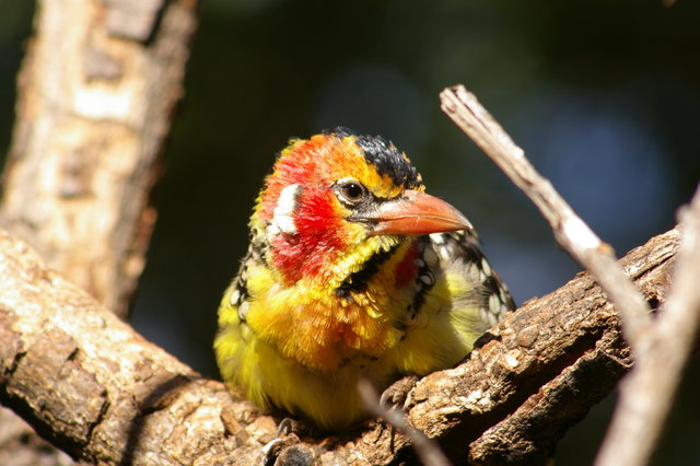 Barbet