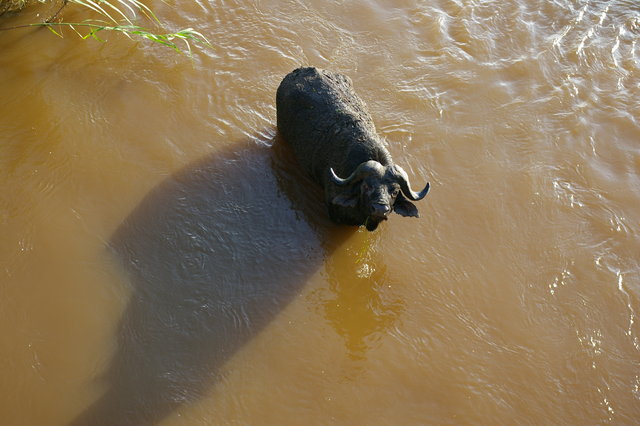 Buffalo