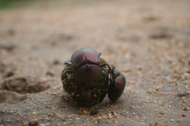 Dung beetle