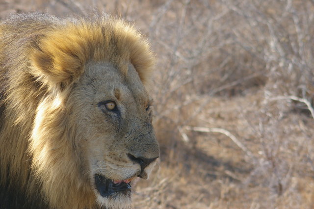 Lion male