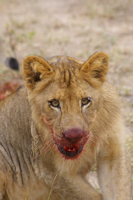 Lion