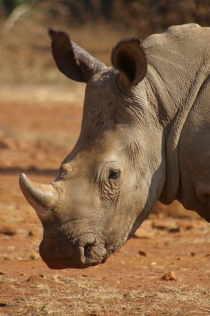 White Rhinoceros