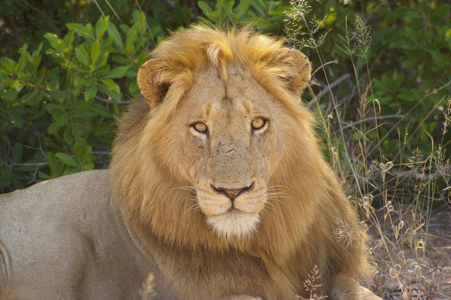 The KING