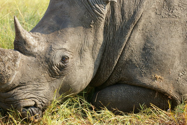  Rhinoceros