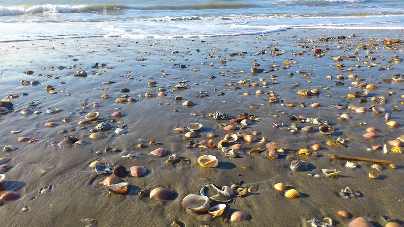sea