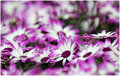 Purple and white