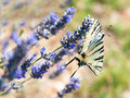 Swallowtail