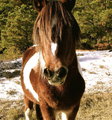 Pony