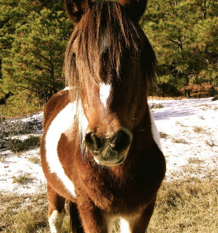 Pony