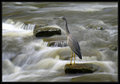 Lake Parramatta Heron