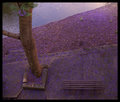 Jacaranda