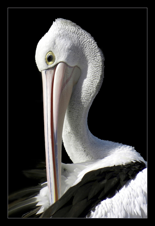 Pelican
