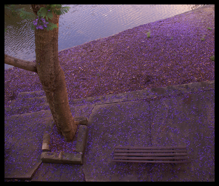 Jacaranda