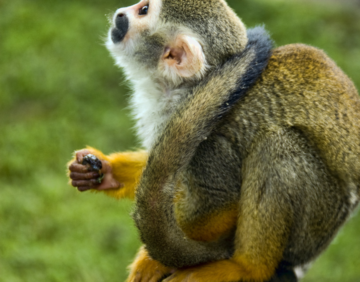 monkey.jpg