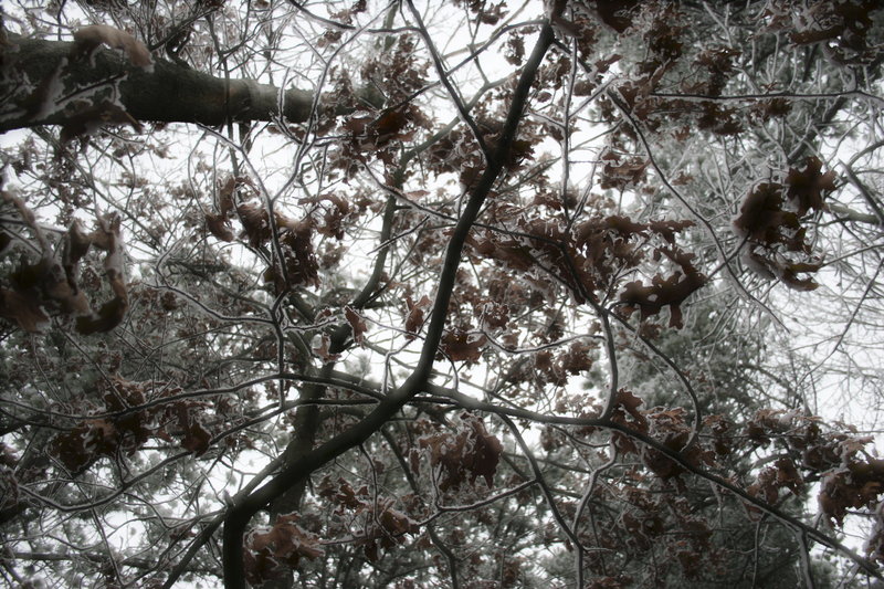 tree branches.jpg