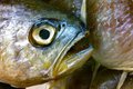 Fish Head Fish Head