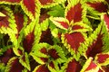 Coleus