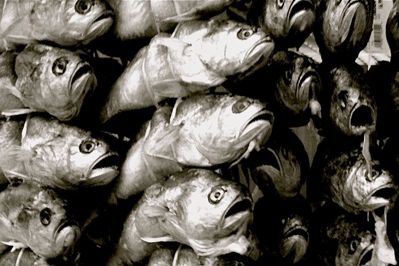 Fish Head Fish Head