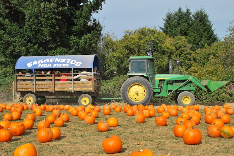 Baggenstos Pumpkin Patch