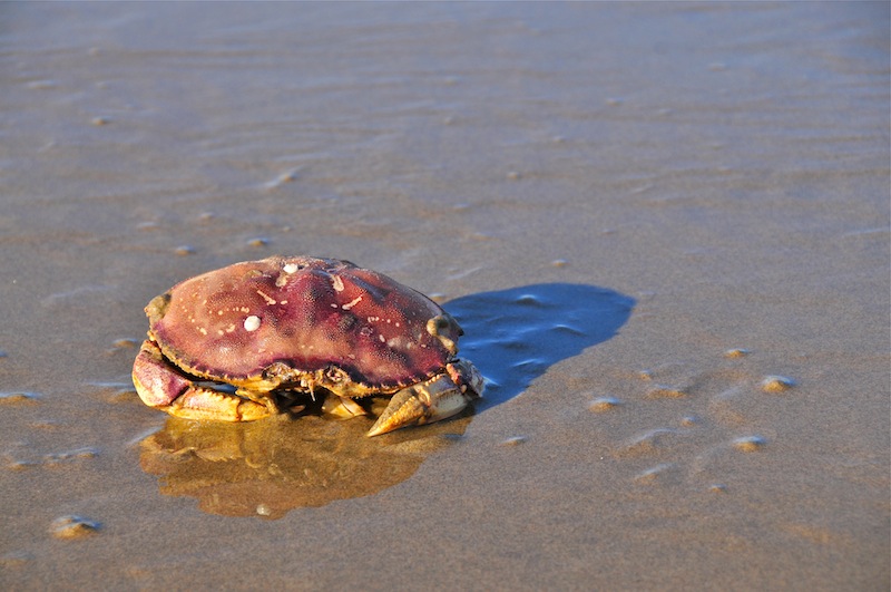 Crab