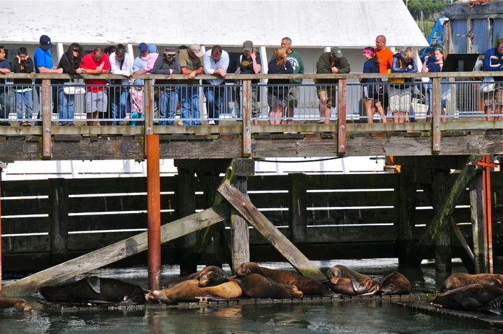 Tourist and Sea Lions